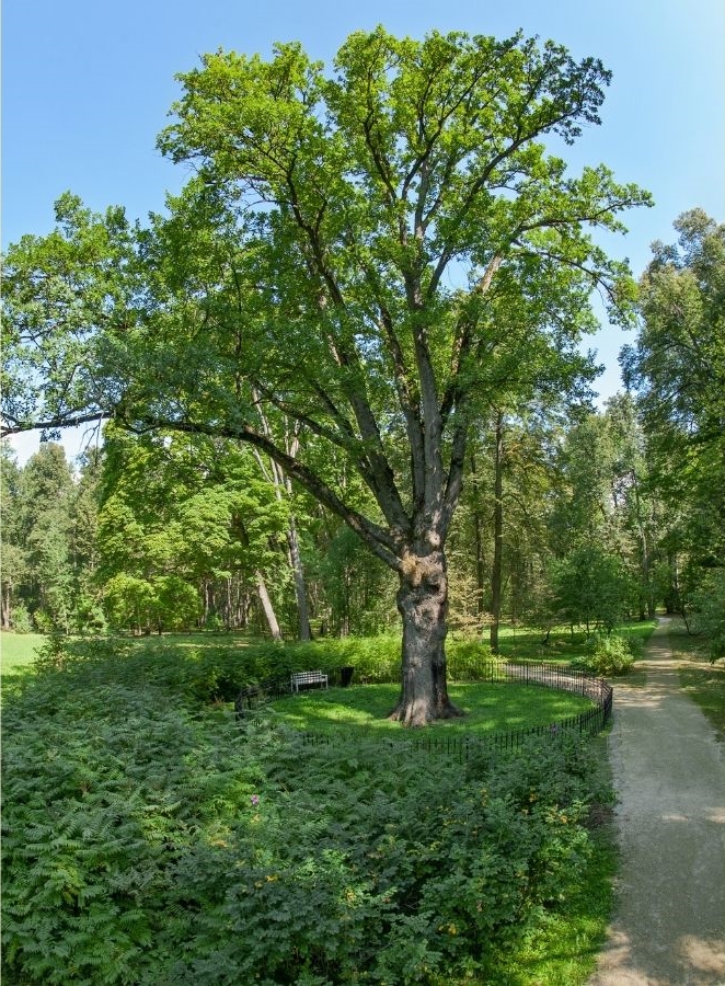 Тургеневский дуб - символ памяти русского писателя