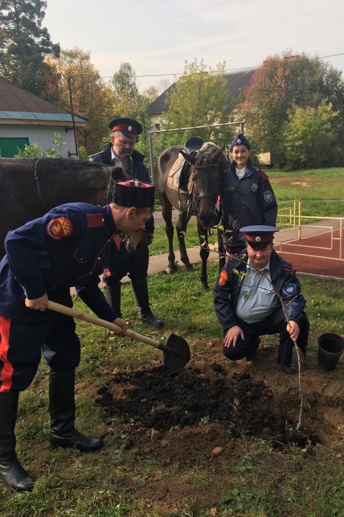 Посади свое дерево